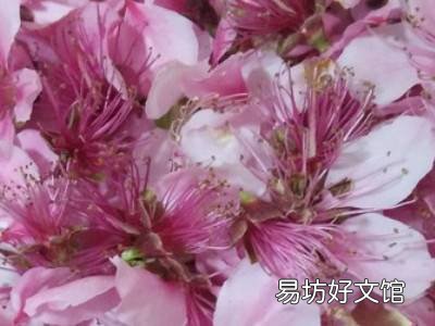 如何制作桃花酒