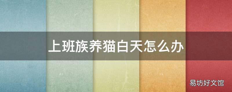 上班族养猫白天怎么办