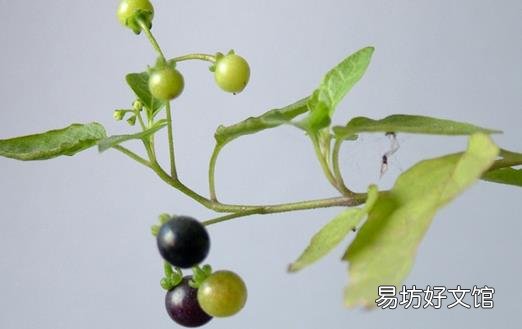 龙葵的功效与作用 如何治疗龙葵的毒性呢?