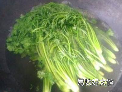 香菜怎么晒干又绿又香