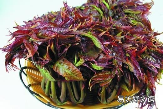 香椿的营养价值与食用方法