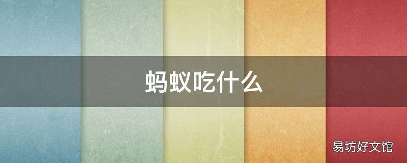 蚂蚁吃什么