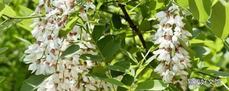 洋槐树花怎么吃