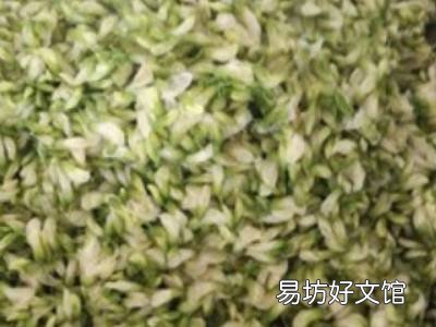洋槐树花怎么吃