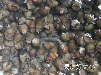 螺丝要不要焯水再炒