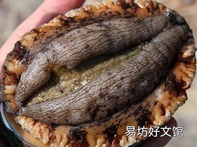 鲍汁怎么熬制