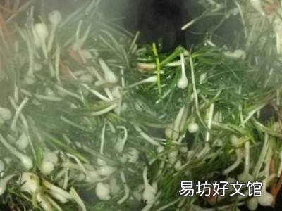 香葱怎么做好吃