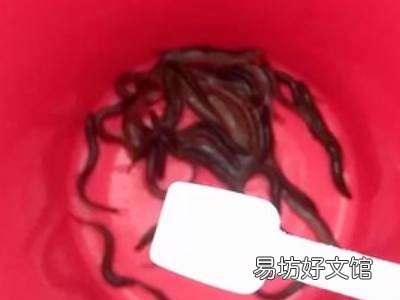 泥鳅鱼汤怎样做才好吃