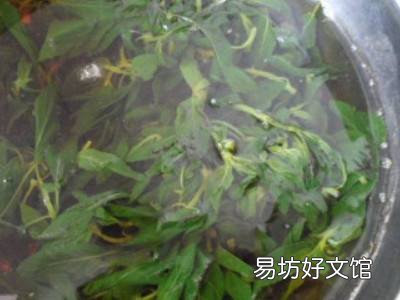 薄荷的做法
