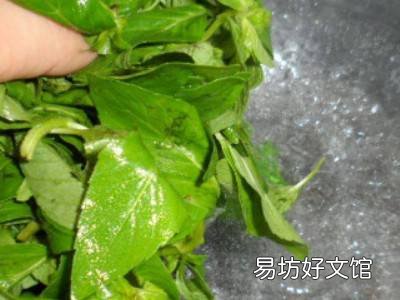 薄荷的做法