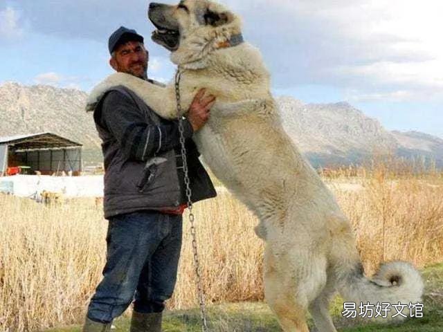 盘点世界上体型最大的10种狗 十大巨型犬排行