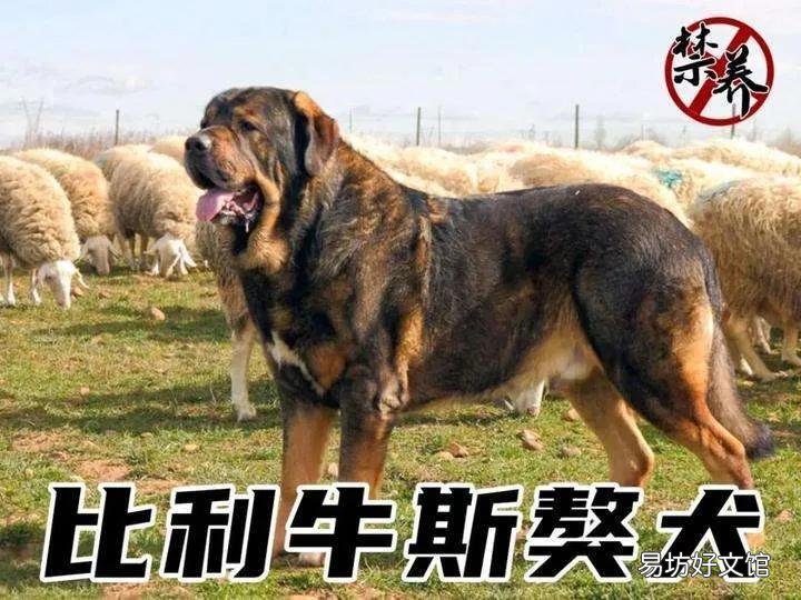 盘点世界上体型最大的10种狗 十大巨型犬排行