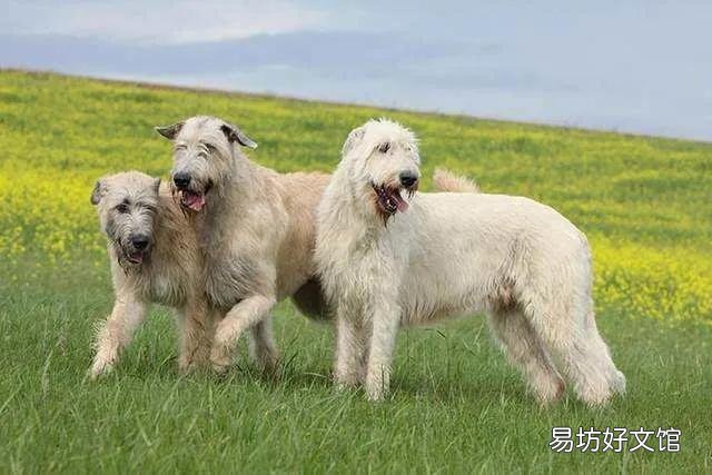 盘点世界上体型最大的10种狗 十大巨型犬排行