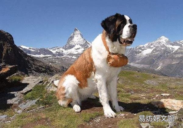 盘点世界上体型最大的10种狗 十大巨型犬排行