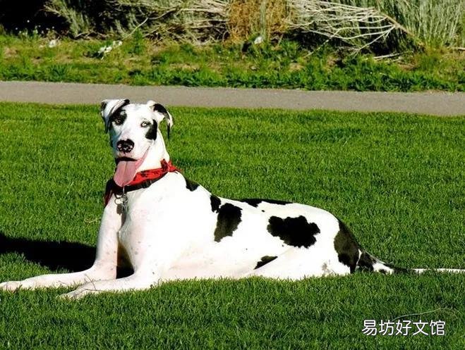 盘点世界上体型最大的10种狗 十大巨型犬排行