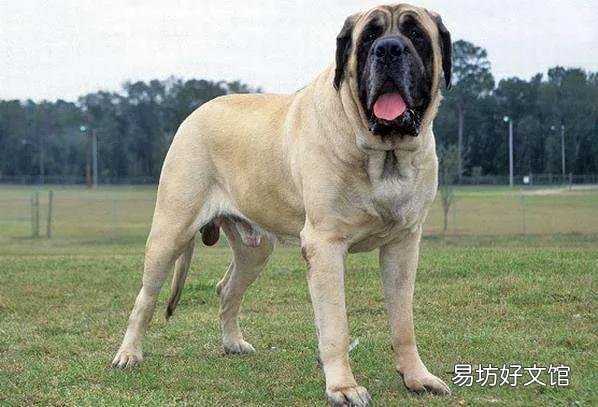 盘点世界上体型最大的10种狗 十大巨型犬排行