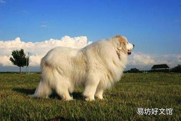 盘点世界上体型最大的10种狗 十大巨型犬排行