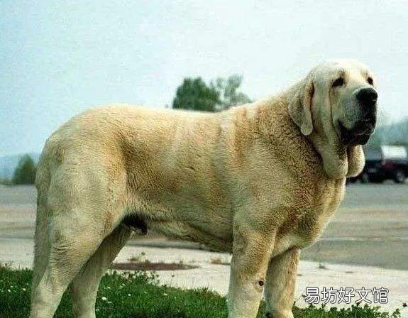 盘点世界上体型最大的10种狗 十大巨型犬排行