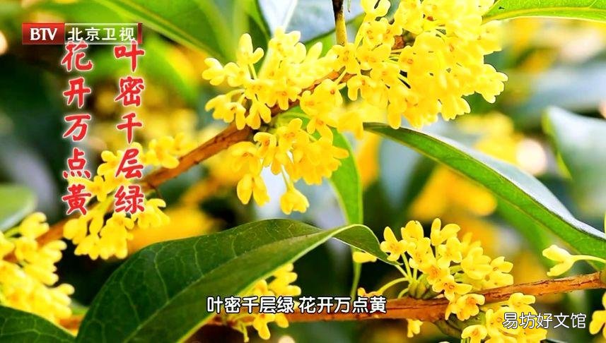 去寒暖胃又健脾 花茶的配方
