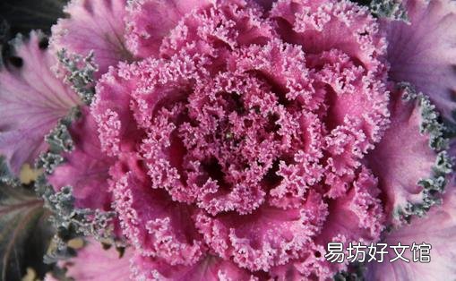 甘蓝的功效与作用 甘蓝可对抗四大疾病