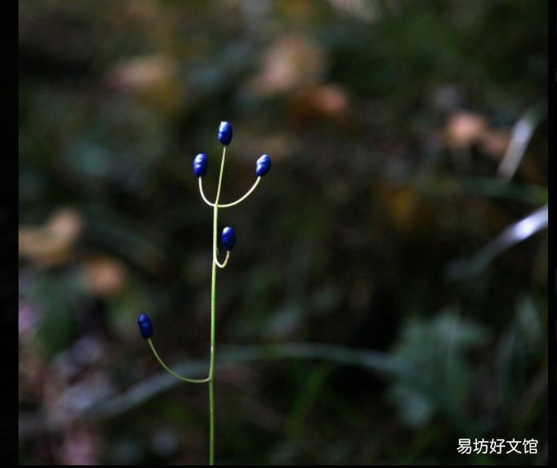 与众不同的蓝果植物 蓝色果实植物大全