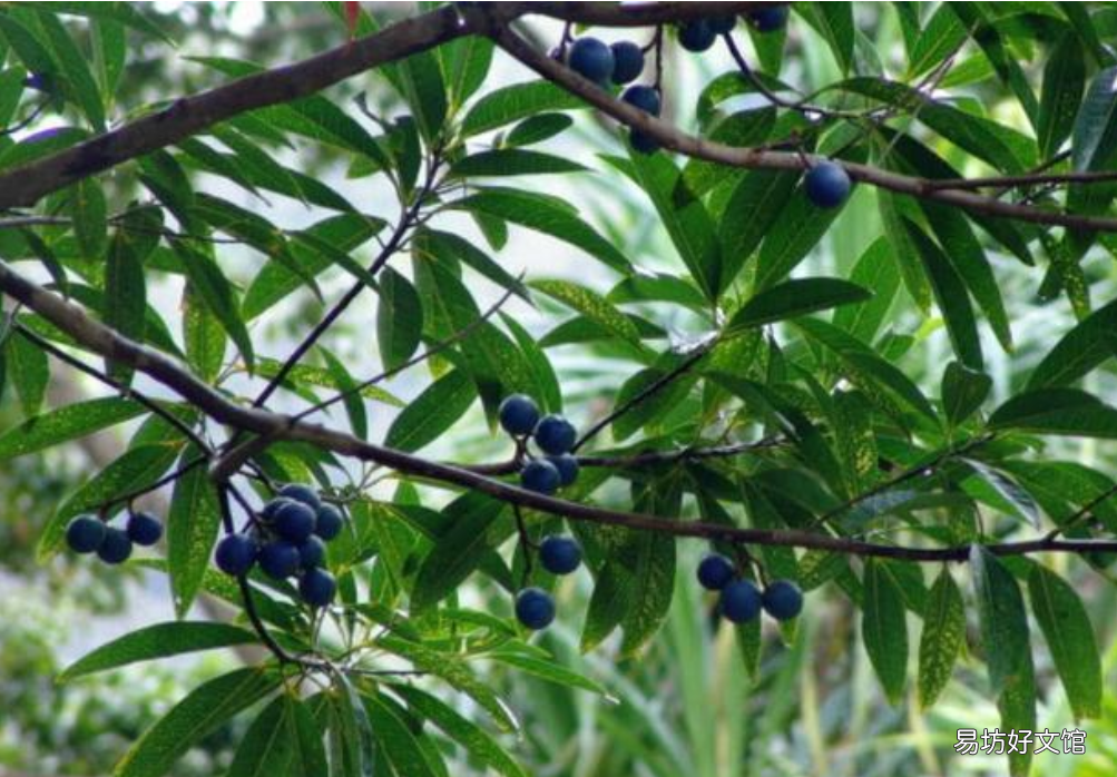 与众不同的蓝果植物 蓝色果实植物大全