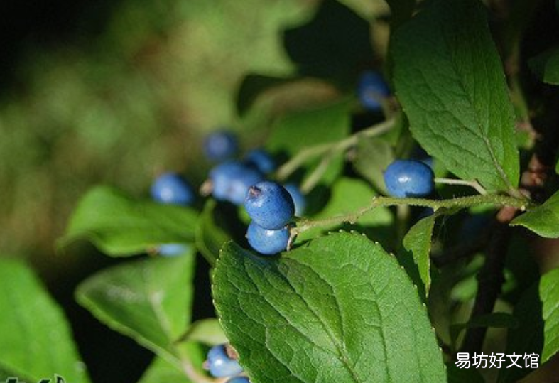 与众不同的蓝果植物 蓝色果实植物大全