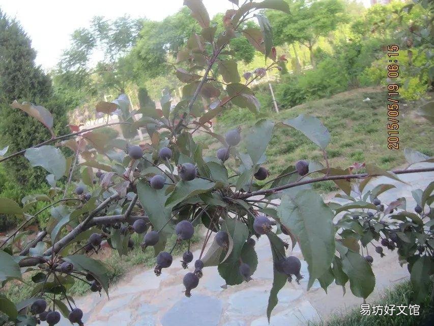 与众不同的蓝果植物 蓝色果实植物大全