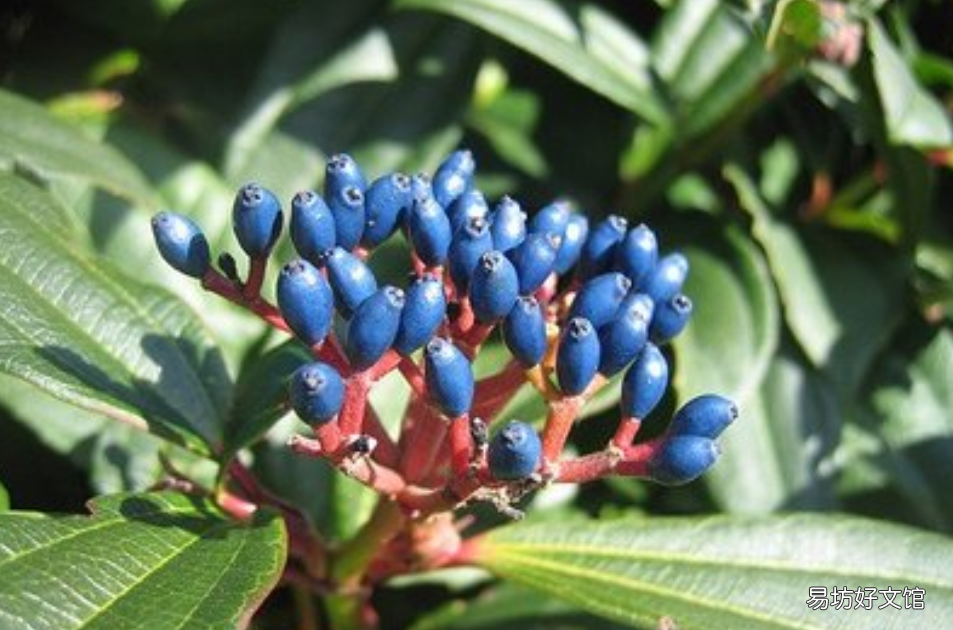 与众不同的蓝果植物 蓝色果实植物大全