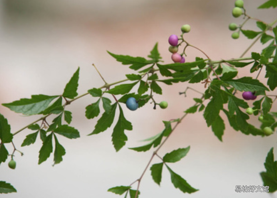 与众不同的蓝果植物 蓝色果实植物大全