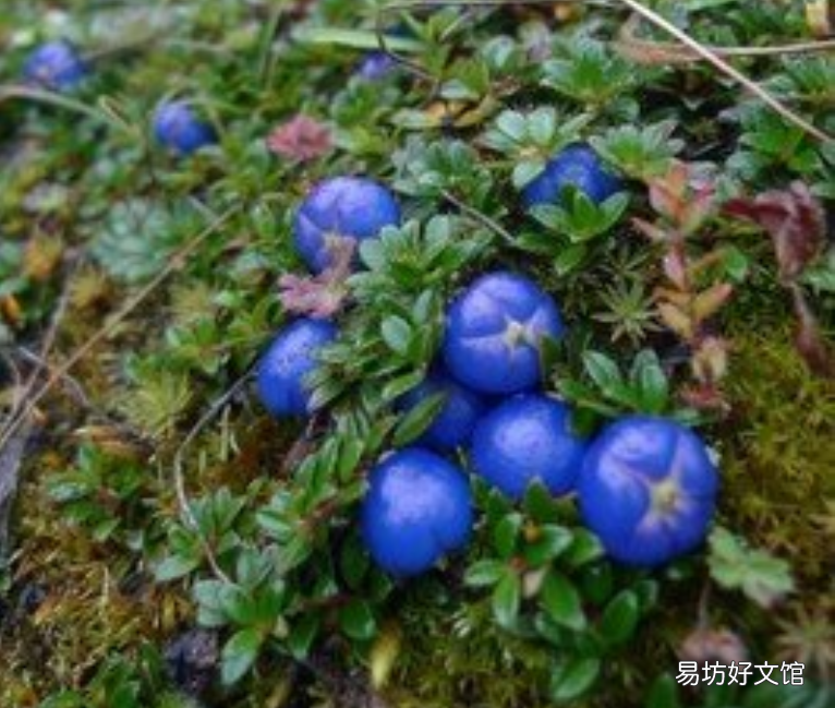 与众不同的蓝果植物 蓝色果实植物大全
