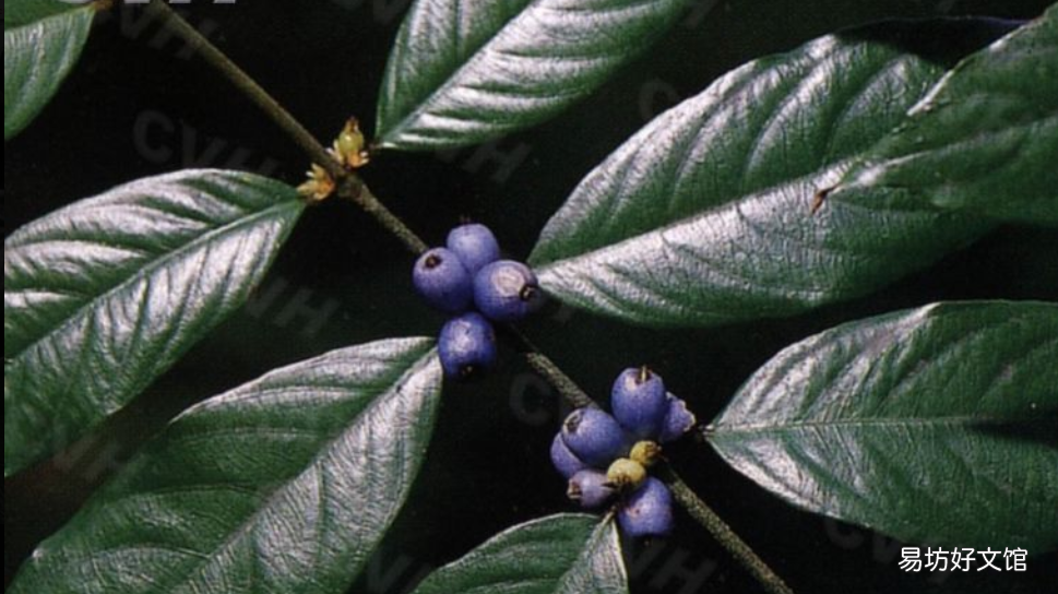 与众不同的蓝果植物 蓝色果实植物大全