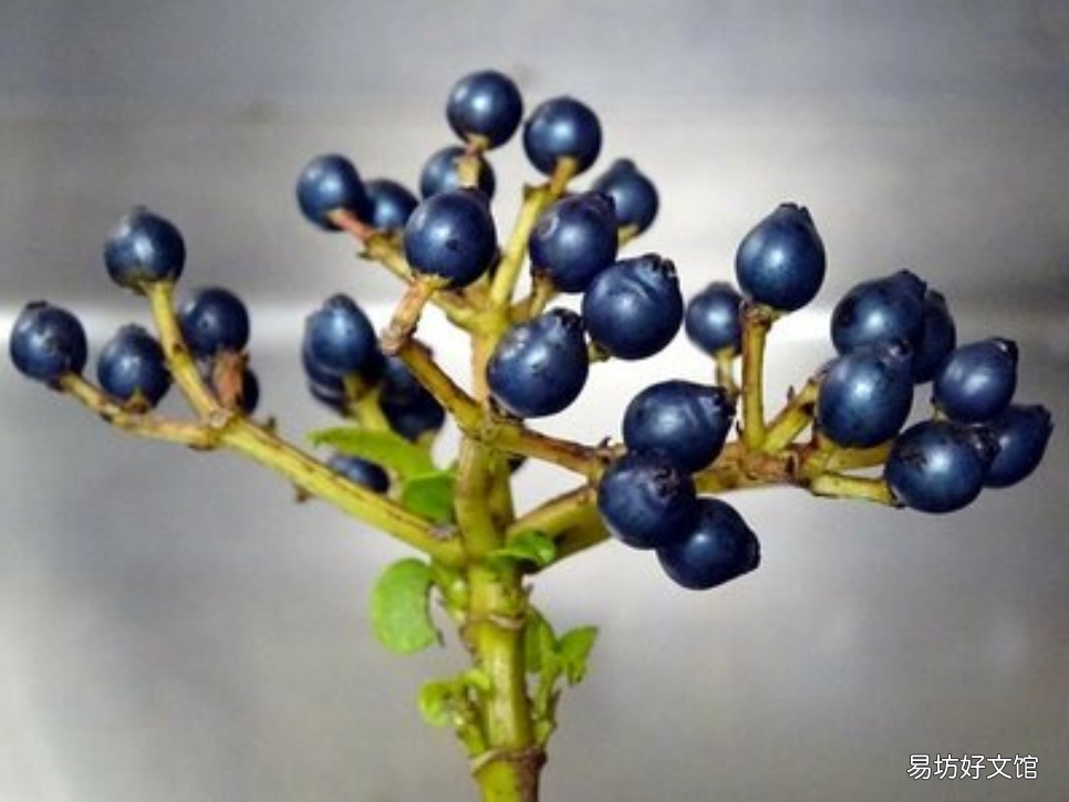 与众不同的蓝果植物 蓝色果实植物大全