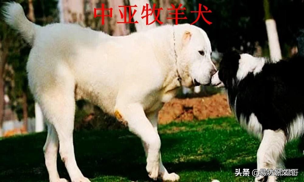 盘点最常见的10大牧羊犬 牧羊犬有哪些品种
