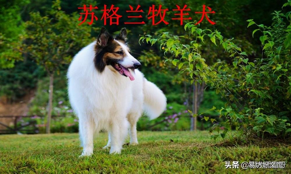盘点最常见的10大牧羊犬 牧羊犬有哪些品种