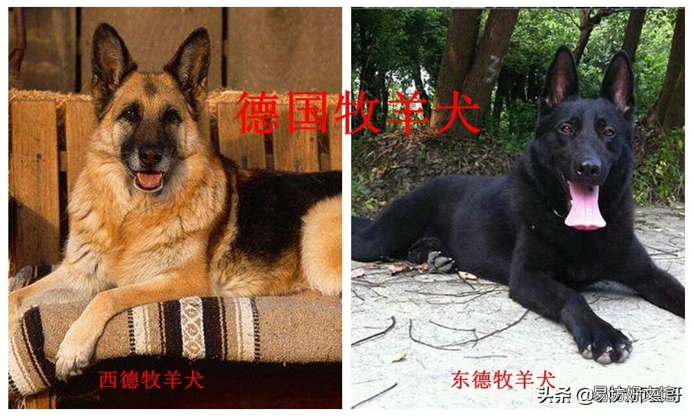 盘点最常见的10大牧羊犬 牧羊犬有哪些品种