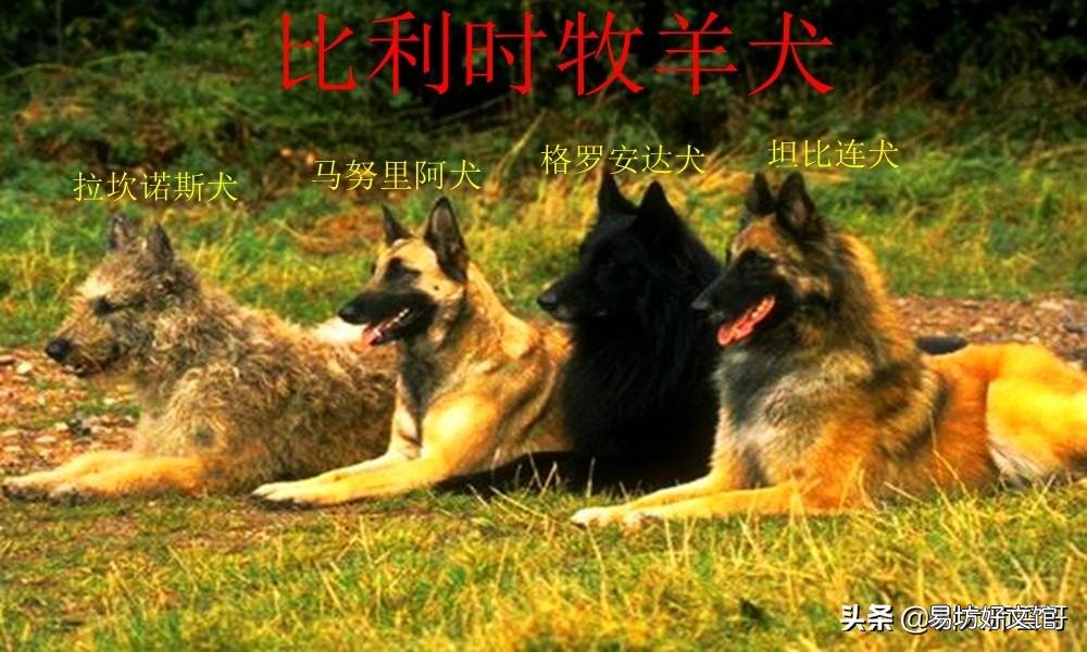 盘点最常见的10大牧羊犬 牧羊犬有哪些品种