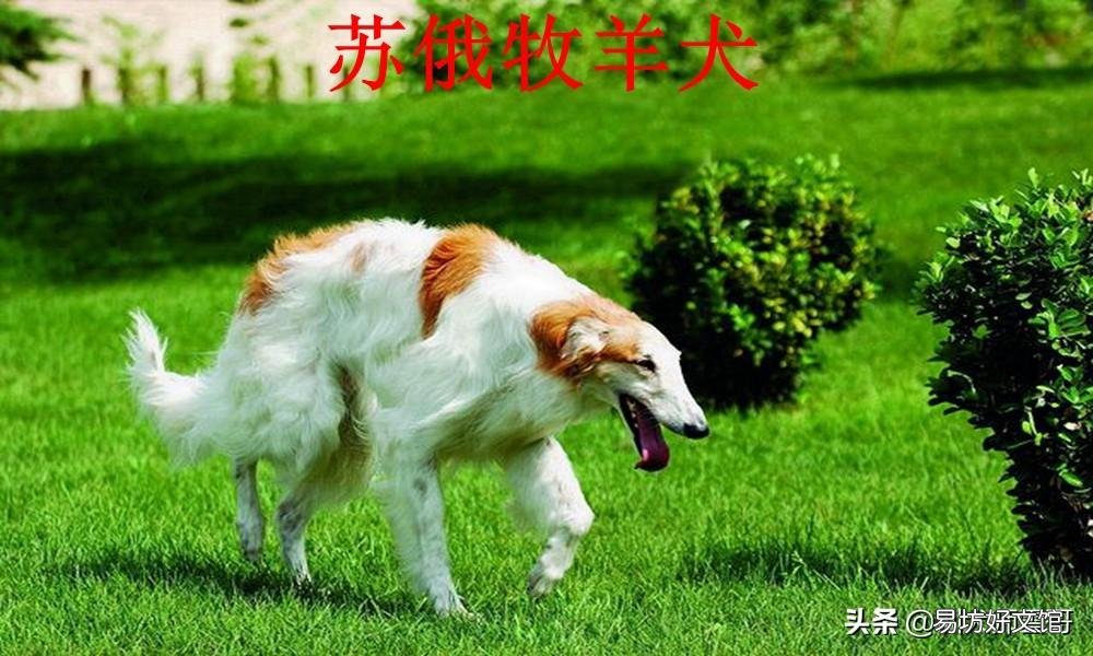 盘点最常见的10大牧羊犬 牧羊犬有哪些品种