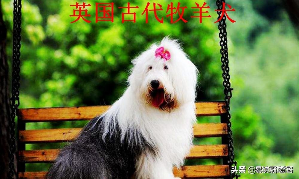 盘点最常见的10大牧羊犬 牧羊犬有哪些品种