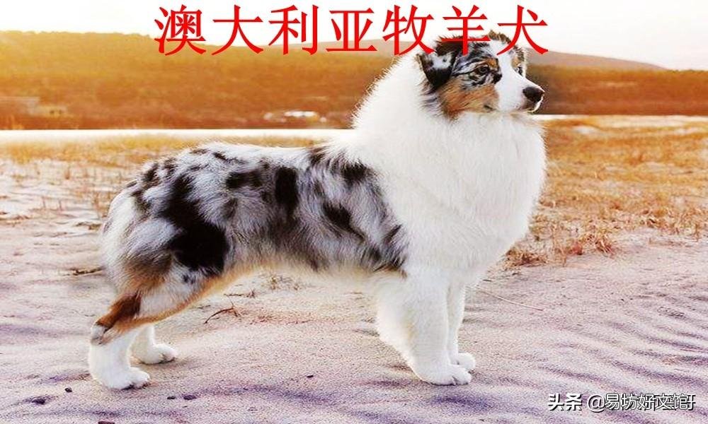 盘点最常见的10大牧羊犬 牧羊犬有哪些品种