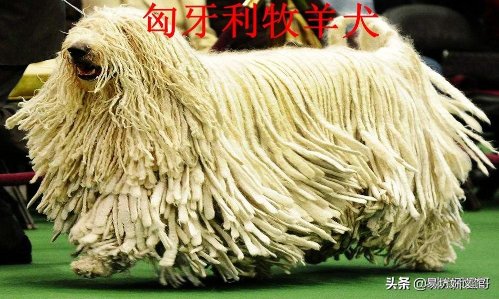 盘点最常见的10大牧羊犬 牧羊犬有哪些品种
