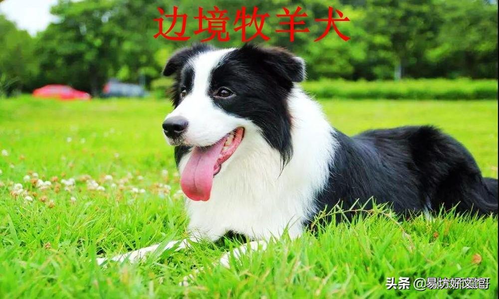 盘点最常见的10大牧羊犬 牧羊犬有哪些品种