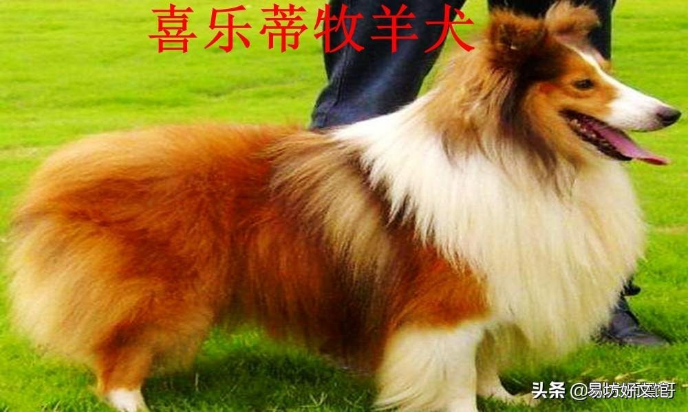 盘点最常见的10大牧羊犬 牧羊犬有哪些品种