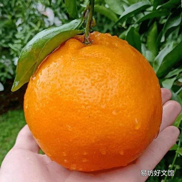 丑橘和粑粑柑哪个更好吃 丑橘和耙耙柑的区别