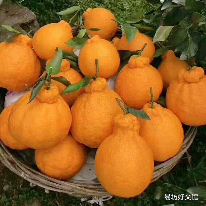 丑橘和粑粑柑哪个更好吃 丑橘和耙耙柑的区别