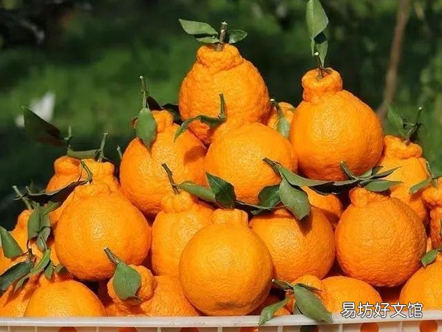丑橘和粑粑柑哪个更好吃 丑橘和耙耙柑的区别