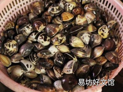 清炖花蛤汤的做法