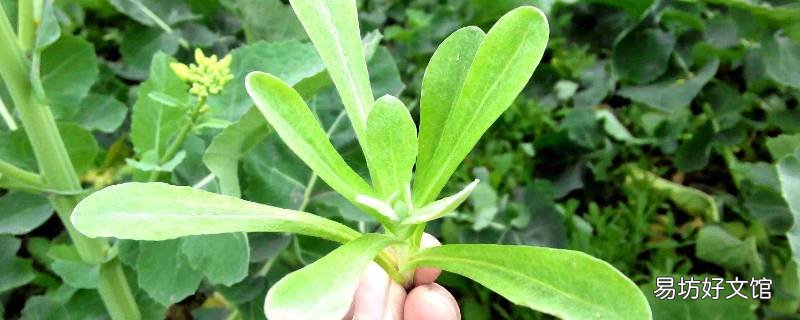 清明草怎么吃
