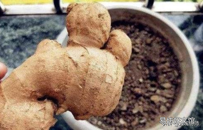 家里保存生姜的4个妙招 生姜存放半年以上不坏的方法