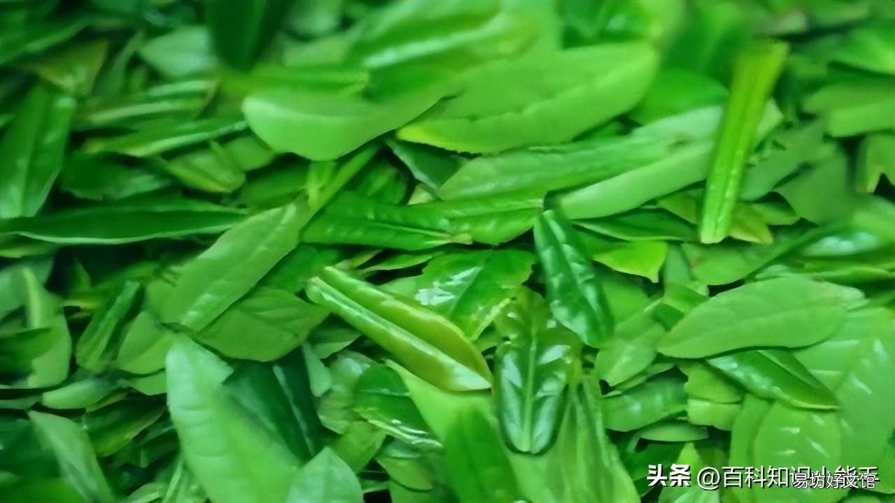 中国正宗十大名茶简介 名茶排名前十的茶